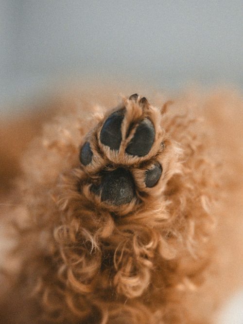 patitas perro